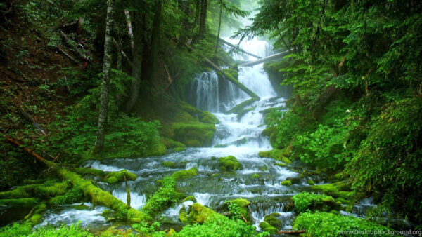 Wallpaper Waterfalls, Green, Covered, Stream, Trees, Beautiful, Woods, Algae, Forest