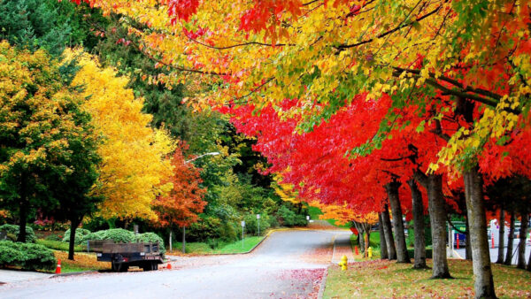 Wallpaper Green, Between, Orange, Autumn, Red, Road, Yellow, Desktop, Trees