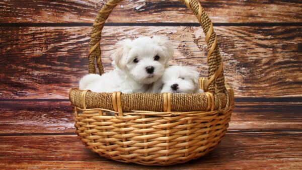 Wallpaper Inside, White, Dog, Bamboo, Two, Puppies, Basket, Cute