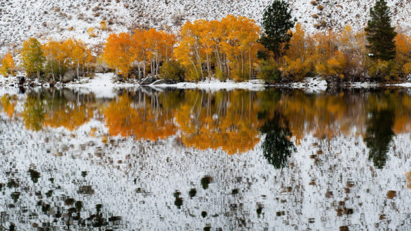 Wallpaper Autumn, Fall, Yellow, River, Reflection, Land, Snow, Trees, Covered, Green