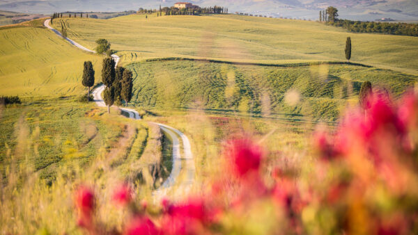 Wallpaper Grass, Road, Between, Field, Tuscany, Nature, Path, Green
