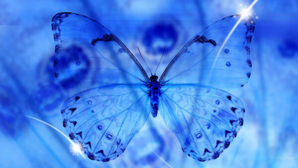 Wallpaper Blue, Butterfly, Transparent, Image
