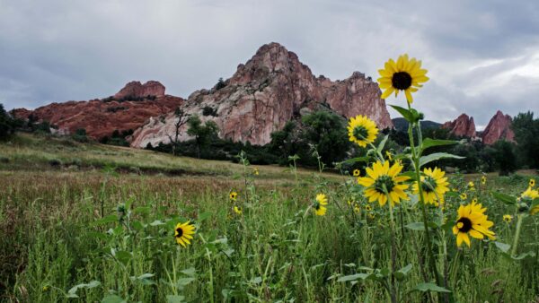 Wallpaper Blue, Background, Nature, Bushes, View, Sky, Closeup, Sunflowers, Mobile, Plants, Grass, Rocks, Desktop