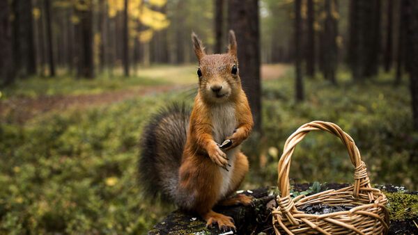 Wallpaper Trees, Background, Standing, Tail, Brown, Desktop, Mobile, White, Trunk, Blur, Fur, Tree, Squirrel, Forest