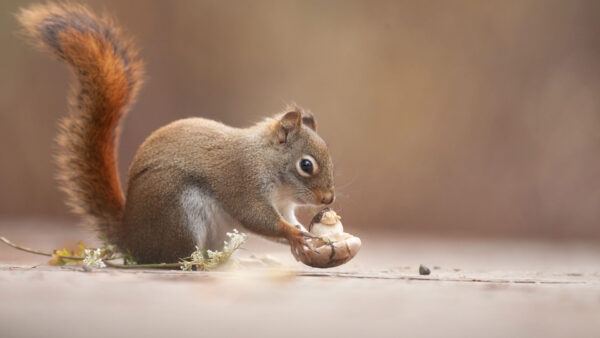 Wallpaper Squirrel, Holding, Nut, Background, Hands, Sitting, Blur, Road, With