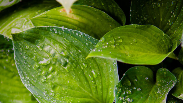 Wallpaper Water, Drops, Photography, Leaves, Green, With, Hosta