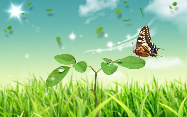 Wallpaper World, Butterfly