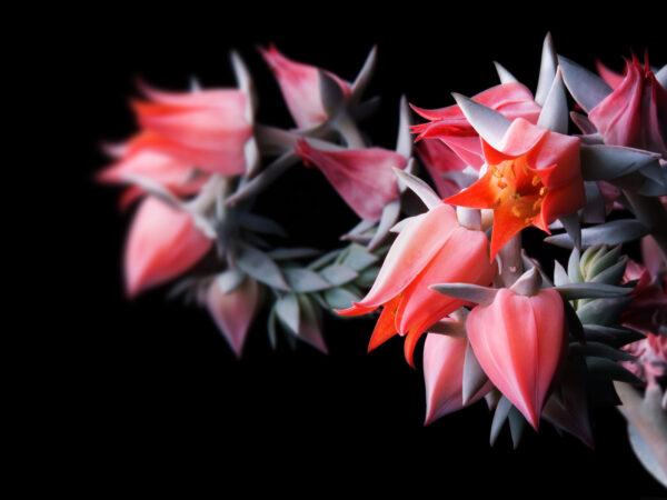 Wallpaper Flowers, Black