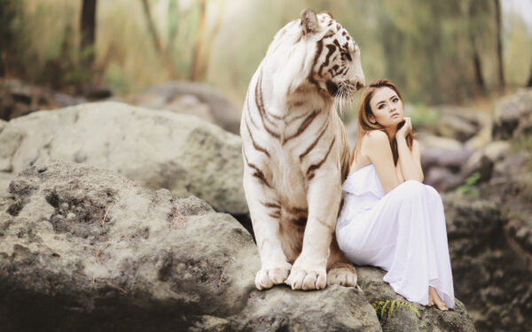 Wallpaper White, Model, Tiger