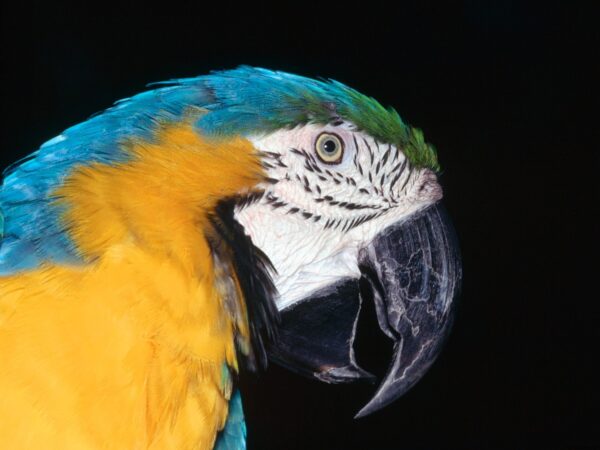 Wallpaper Blue, Macaw, Yellow