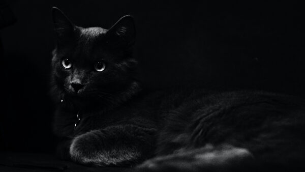 Wallpaper Dark, 5k, Images, 4k, Background, Desktop, Wallpaper, Pc, Cat, Black