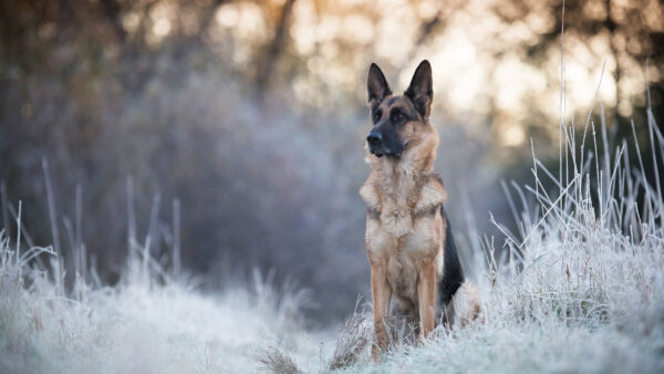 Wallpaper Shepherd, Dog, Wallpaper, Cool, 4k, Animals, Background, Images, Download, German, Phone, Mobile, Desktop, Pc, Free