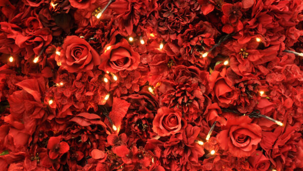 Wallpaper And, Aesthetic, Desktop, Red, Roses, Lights