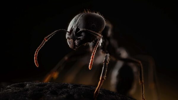 Wallpaper Animals, Animal, Ant