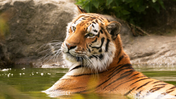 Wallpaper Mobile, With, Animals, Background, Water, And, Green, Desktop, Tiger, Plants, Rock