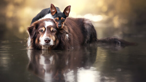 Wallpaper Dog, Wallpaper, Cool, Desktop, Images, Background, Animals, Download, Pc, Cute, 1920×1080, Free