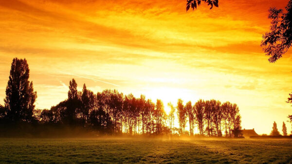 Wallpaper With, Golden, Grass, Field, Background, And, Trees, Sunset, Under, Red, Sky, Green, Desktop