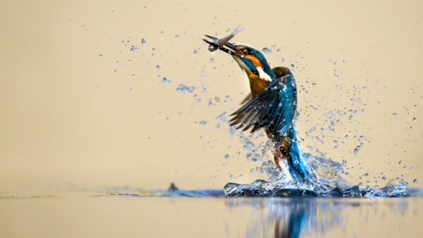 Wallpaper Fish, Flying, Mouth, With, From, Blue, Water, Yellow, Kingfisher, Desktop, Animals