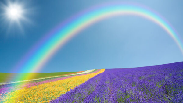 Wallpaper And, Colorful, Sky, Rainbow, Sun, Flowers, Nature, Blue, Field, Background