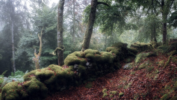 Wallpaper Forest, Mobile, Desktop, Fern, With, Trees, During, Fall, And, Fog, Moss, Nature