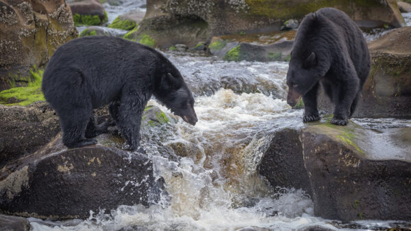 Wallpaper Animal, Animals, Bear, Desktop