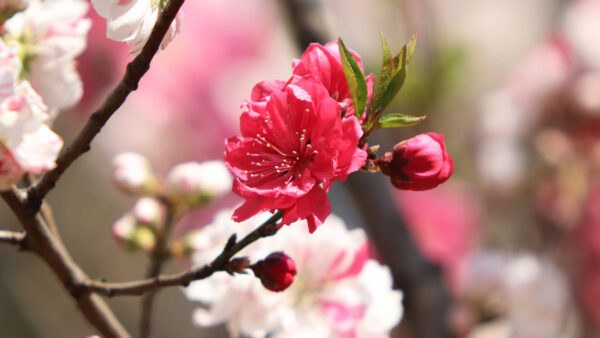 Wallpaper Flower, Sakura, Branch, Blossom, Spring, Flowers