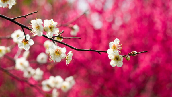 Wallpaper Dark, Pink, Flowers, Spring, Bokeh, Background, Blossom