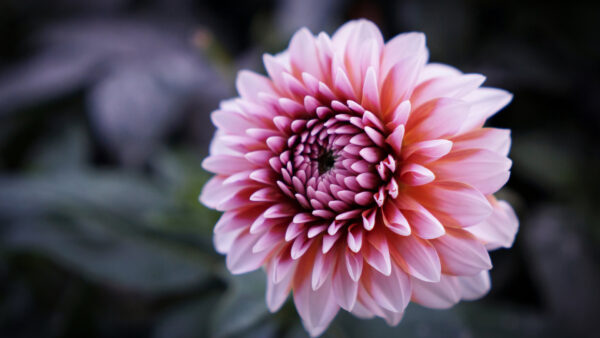 Wallpaper Flowers, Desktop, Blur, Background, Pink, Dahlia, Petals