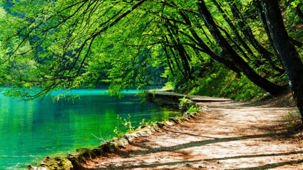 Wallpaper Slanting, Trees, Water, Between, Nature, And, Path, Reflection, With, Green, Body