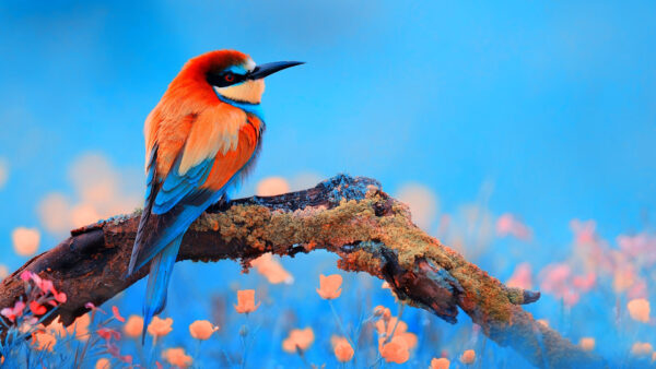 Wallpaper Desktop, Branch, Sharp, Tree, Orange, Bird, Background, Standing, Birds, Blue, Beak
