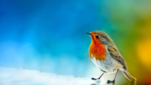 Wallpaper Water, Orange, Bird, Birds, Background, White, Standing, Blue