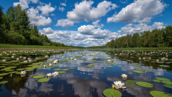 Wallpaper Leaves, Between, Trees, White, Water, Clouds, Nature, Green, Lotus, Flowers, Pond, Grass, Reflection, Blue, Under, Sky