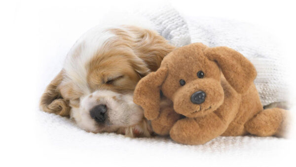 Wallpaper Puppy, Brown, Background, Teddy, Animals, Cute, Sleeping, Desktop, Towel, Covered, With, White