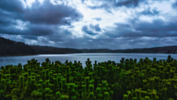 Wallpaper Branches, Under, Body, Desktop, Nature, Calm, Sky, Cloudy, Mobile, Front, Water, Trees, Pines, White