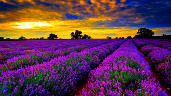 Wallpaper Colorful, Sky, Purple, Field, Lavender, Blue, Yellow, Under, Flowers