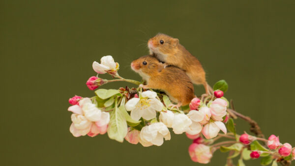 Wallpaper Are, Mouse, Standing, Stalk, Two, Background, Flowers, Plant, Mouses, Green