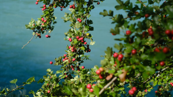 Wallpaper Fruit, Branches, Plum, Nature, Trees, Desktop, Background, Mobile, Water, Red
