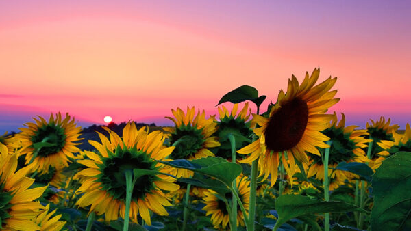 Wallpaper Background, Light, Sunflowers, Pink, Sunflower, Sky, Purple, View, Field, Closeup