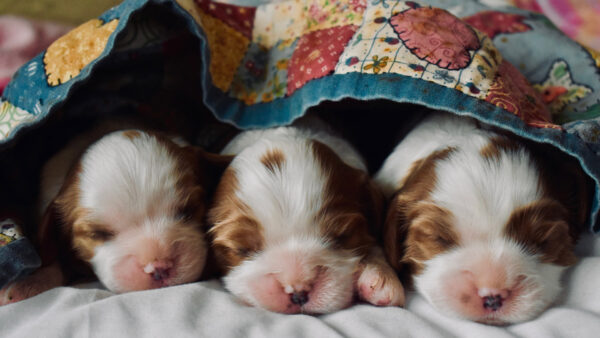 Wallpaper Bedsheet, With, Puppies, Covered, Bed, Desktop, White, Long, Tan, Animals, And, Coated