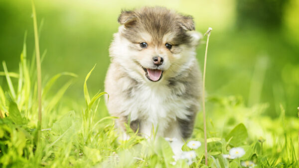 Wallpaper Lapphund, Pet, Dog, Blur, Green, Background, Puppy, Finnish