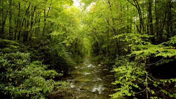 Wallpaper And, Trees, Water, Stream, River, Forest, Between, Plants