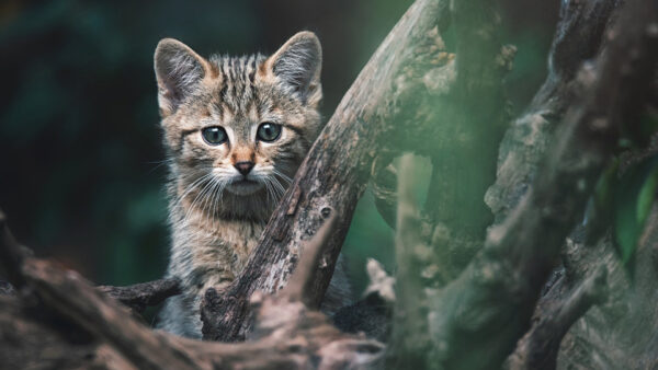 Wallpaper Tree, Cats, Trunk, Cat, Kitten, Black, Brown, Standing, Desktop