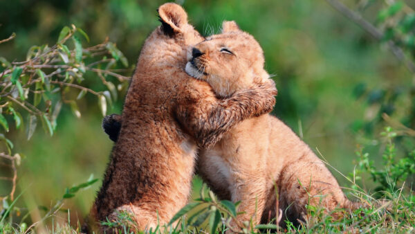 Wallpaper Hugging, Lion, Cute, Lions, Desktop