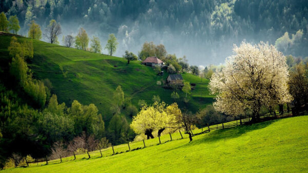 Wallpaper Hut, Green, View, Nature, Forest, Grass, Slope, Landscape, Trees