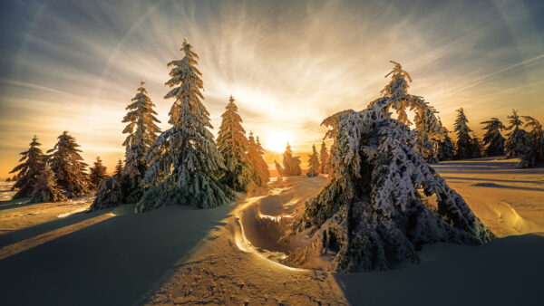 Wallpaper Desktop, Landscape, Trees, And, Covered, Now, During, With, Sunrise, Winter