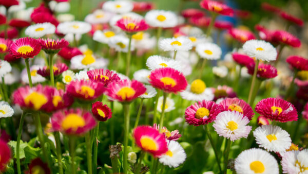 Wallpaper White, Desktop, Flowers, Spring, Pink, Background