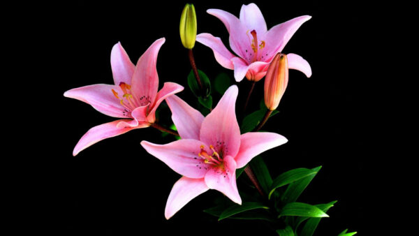 Wallpaper Closeup, Lily, Background, Desktop, Black, Pink, Flower