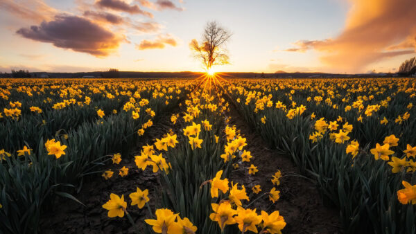 Wallpaper Sky, Flowers, Beautiful, Daffodil, During, Sunset, Under, Yellow, Field, Nature, Blue