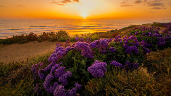 Wallpaper Waves, During, Flowers, Closeup, View, Purple, Field, Sunset, Nature, Mobile, Background, Ocean, Desktop