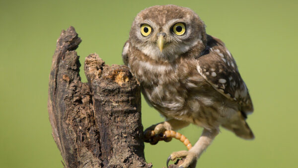 Wallpaper Trunk, Green, Background, Eyes, Look, Stare, Yellow, Owl